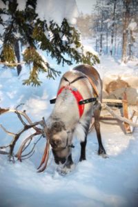 viaggio di nozze finlandia natura e magia 9